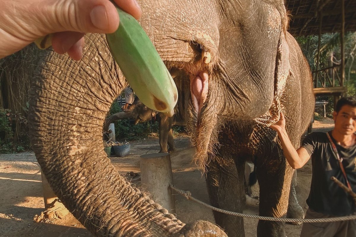 An elephant being fed a banana at a sanctuary